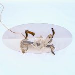 “Bouquet de Gypse” Coffee Table – Richard Faure, Paris, France, circa 1970‑1980 anciellitude